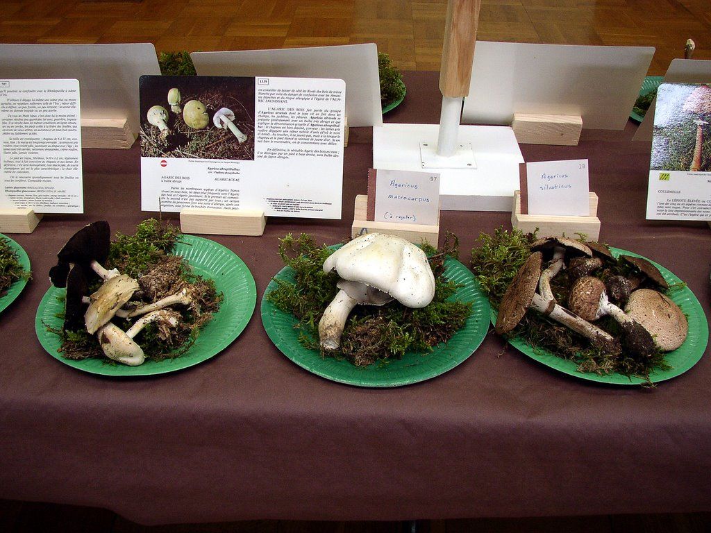 Expo champignons a Conde sur Vesgre 36